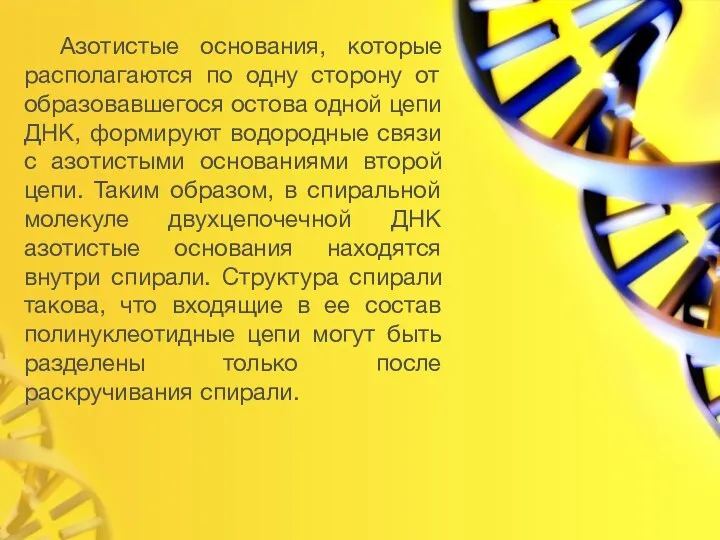 Азотистые основания, которые располагаются по одну сторону от образовавшегося остова