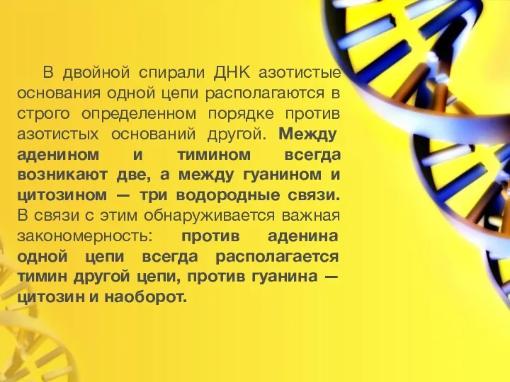 В двойной спирали ДНК азотистые основания одной цепи располагаются в строго определенном порядке