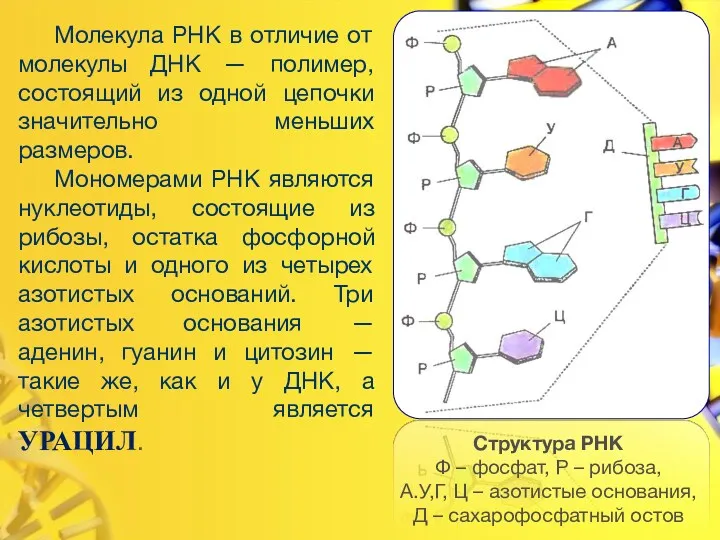 Молекула РНК в отличие от молекулы ДНК — полимер, состоящий из одной цепочки