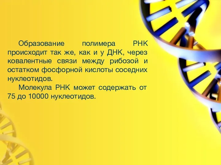 Образование полимера РНК происходит так же, как и у ДНК, через ковалентные связи