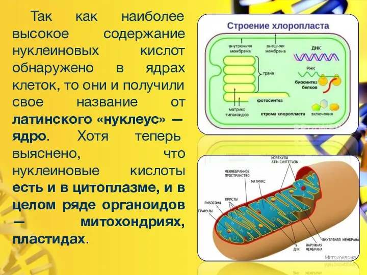 Так как наиболее высокое содержание нуклеиновых кислот обнаружено в ядрах