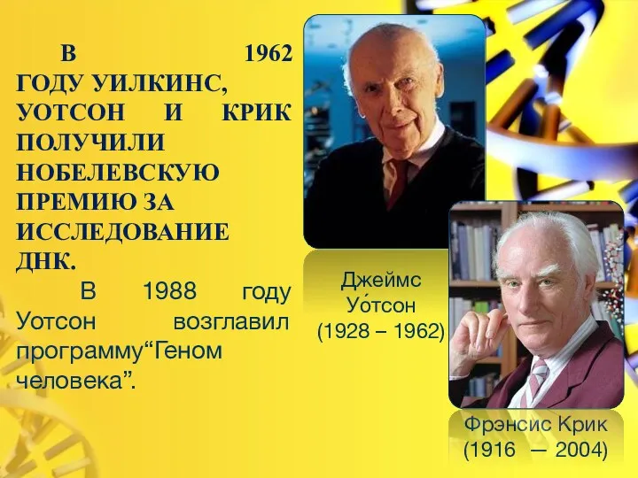 В 1962 ГОДУ УИЛКИНС, УОТСОН И КРИК ПОЛУЧИЛИ НОБЕЛЕВСКУЮ ПРЕМИЮ ЗА ИССЛЕДОВАНИЕ ДНК.