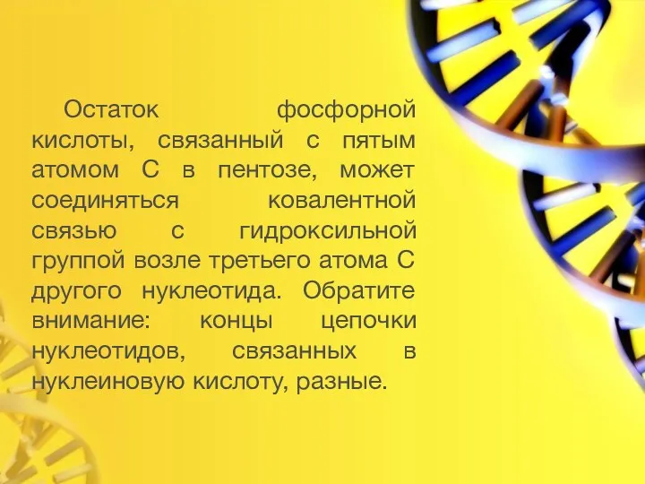 Остаток фосфорной кислоты, связанный с пятым атомом С в пентозе, может соединяться ковалентной