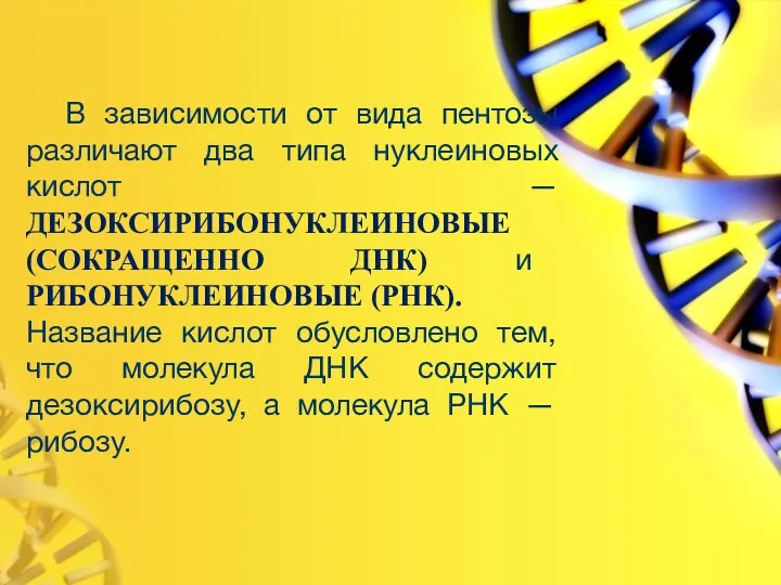 В зависимости от вида пентозы различают два типа нуклеиновых кислот — ДЕЗОКСИРИБОНУКЛЕИНОВЫЕ (СОКРАЩЕННО