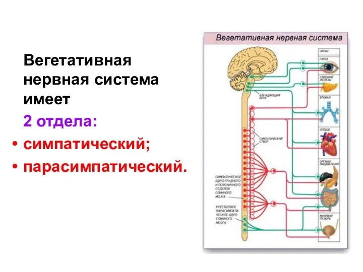 Вегетативная нервная система имеет 2 отдела: симпатический; парасимпатический.