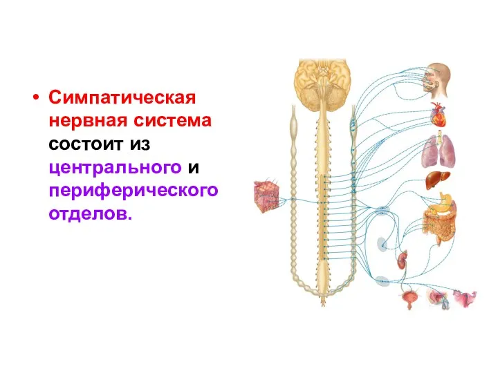 Симпатическая нервная система состоит из центрального и периферического отделов.