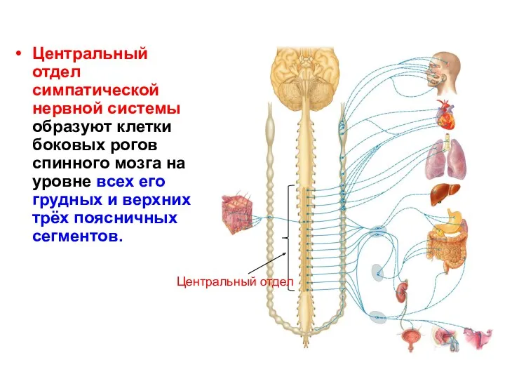 Центральный отдел симпатической нервной системы образуют клетки боковых рогов спинного мозга на уровне