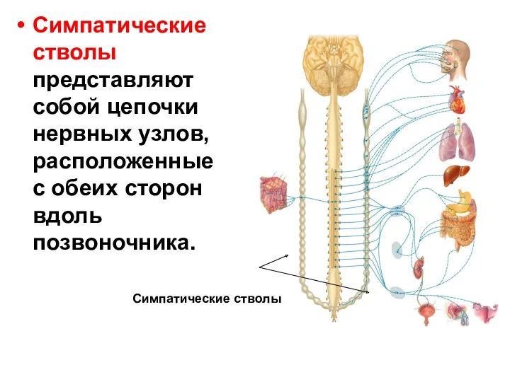 Симпатические стволы Симпатические стволы представляют собой цепочки нервных узлов, расположенные с обеих сторон вдоль позвоночника.