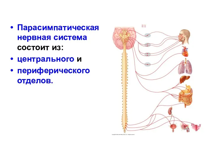 Парасимпатическая нервная система состоит из: центрального и периферического отделов.