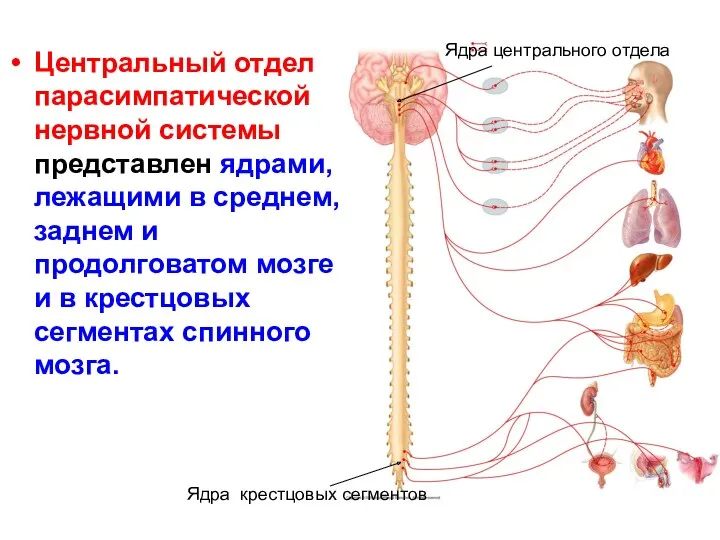 Центральный отдел парасимпатической нервной системы представлен ядрами, лежащими в среднем, заднем и продолговатом