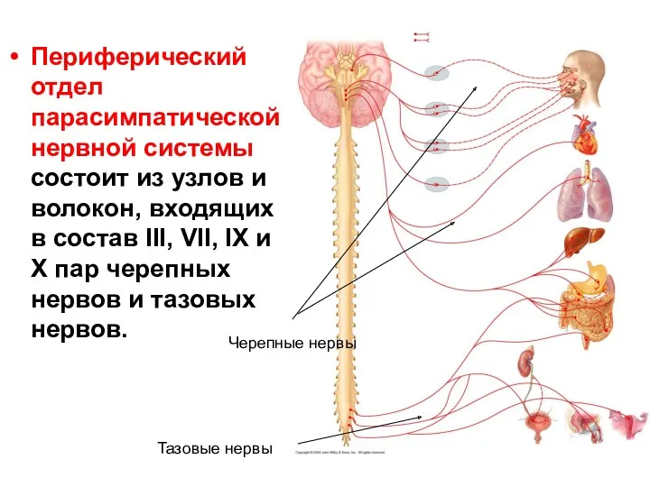 Периферический отдел парасимпатической нервной системы состоит из узлов и волокон, входящих в состав