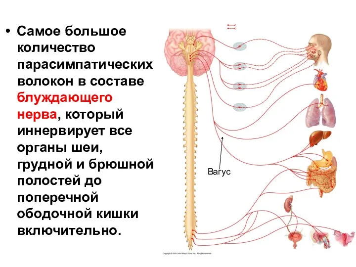 Самое большое количество парасимпатических волокон в составе блуждающего нерва, который иннервирует все органы