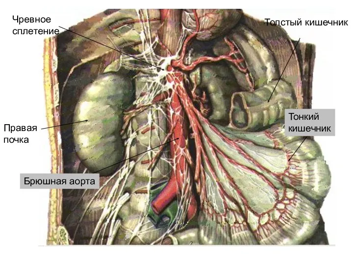Чревное сплетение Правая почка Брюшная аорта Толстый кишечник Тонкий кишечник