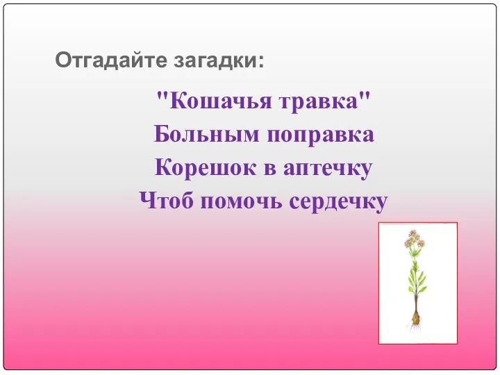 "Кошачья травка" Больным поправка Корешок в аптечку Чтоб помочь сердечку Отгадайте загадки: