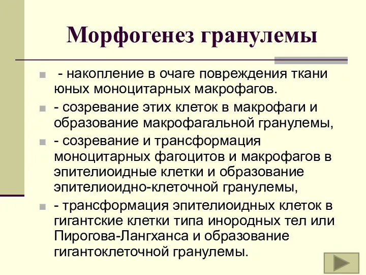 Морфогенез гранулемы - накопление в очаге повреждения ткани юных моноцитарных макрофагов. - созревание