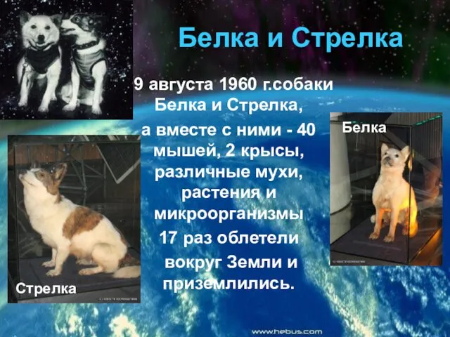 Белка и Стрелка 19 августа 1960 г.собаки Белка и Стрелка, а вместе с