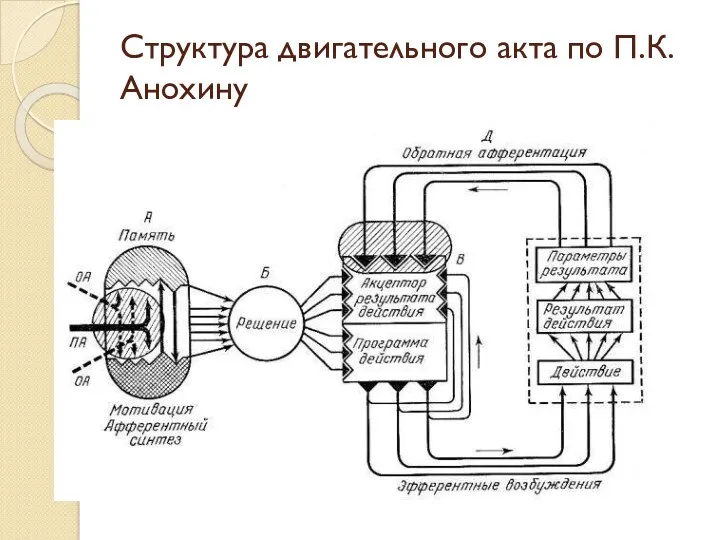 Структура двигательного акта по П.К. Анохину