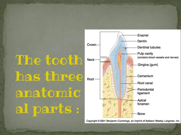 The tooth has three anatomical parts :