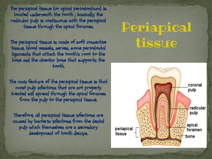 The periapical tissue (or apical periodontium) is located underneath the tooth ; basically,