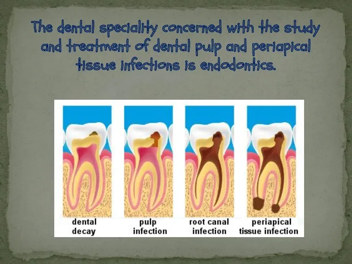The dental speciality concerned with the study and treatment of dental pulp and