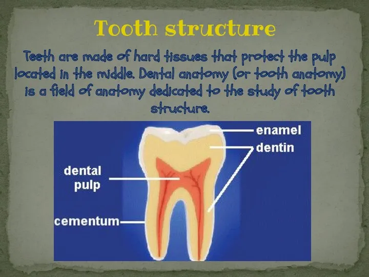 Teeth are made of hard tissues that protect the pulp located in the