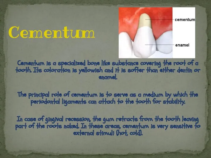 Cementum is a specialized bone like substance covering the root of a tooth.