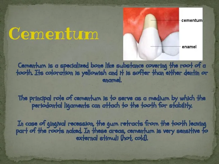 Cementum is a specialized bone like substance covering the root