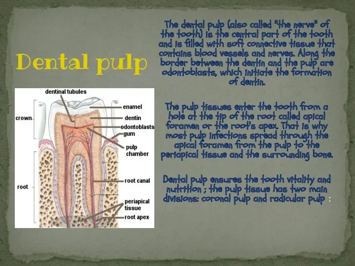 The dental pulp (also called "the nerve" of the tooth) is the central