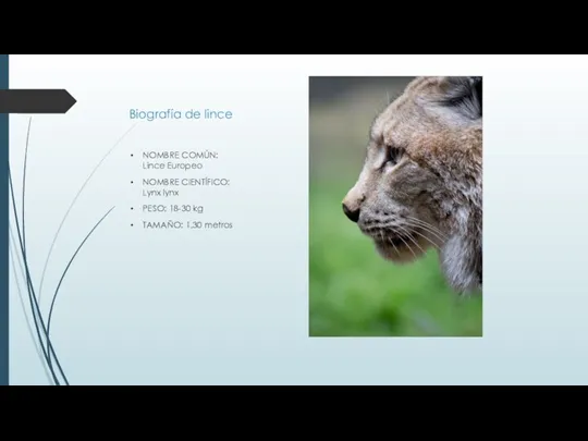 Вiografía de lince NOMBRE COMÚN: Lince Europeo NOMBRE CIENTÍFICO: Lynx
