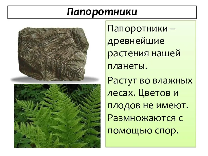 Папоротники Папоротники – древнейшие растения нашей планеты. Растут во влажных