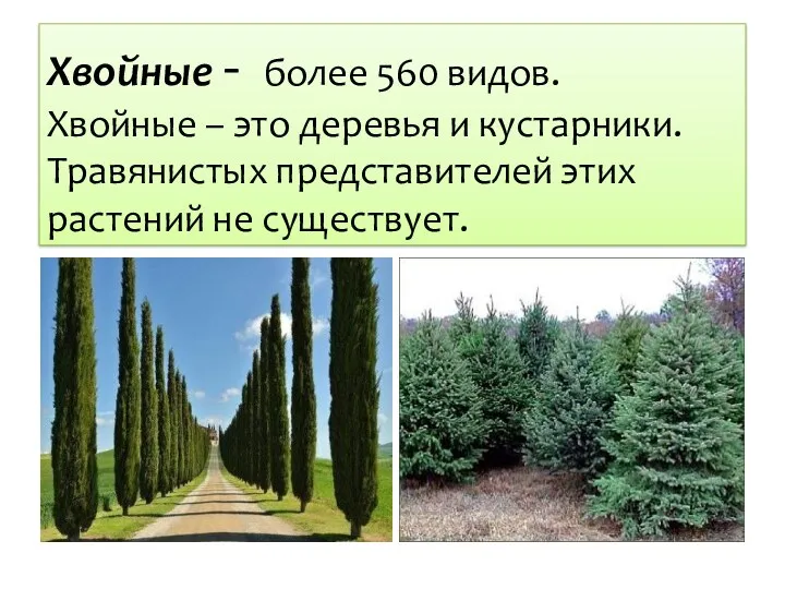 Хвойные - более 560 видов. Хвойные – это деревья и