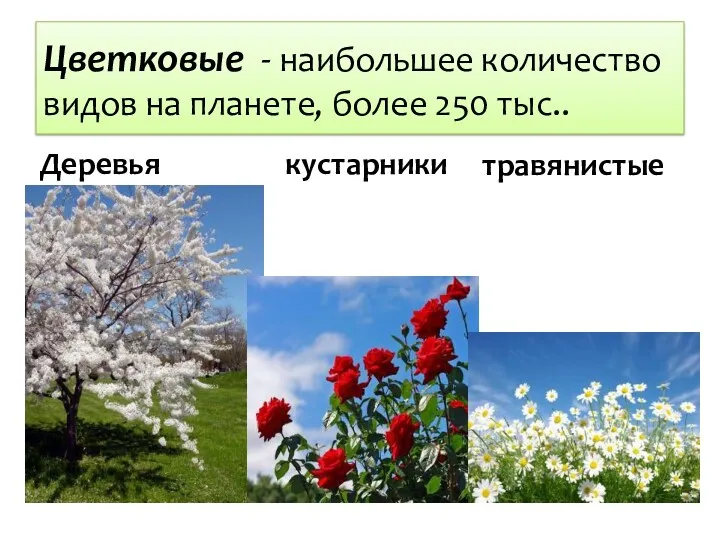 Цветковые - наибольшее количество видов на планете, более 250 тыс.. Деревья кустарники травянистые