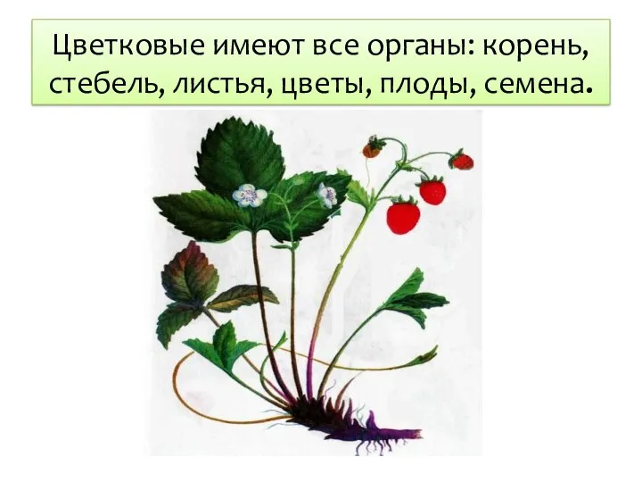 Цветковые имеют все органы: корень, стебель, листья, цветы, плоды, семена.