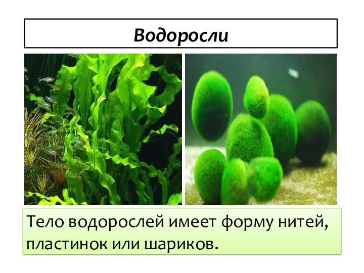 Водоросли Тело водорослей имеет форму нитей, пластинок или шариков.