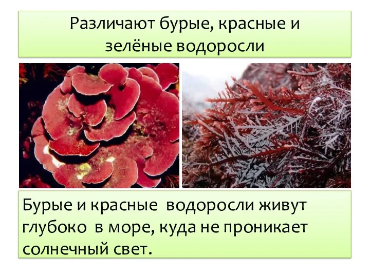 Различают бурые, красные и зелёные водоросли Бурые и красные водоросли