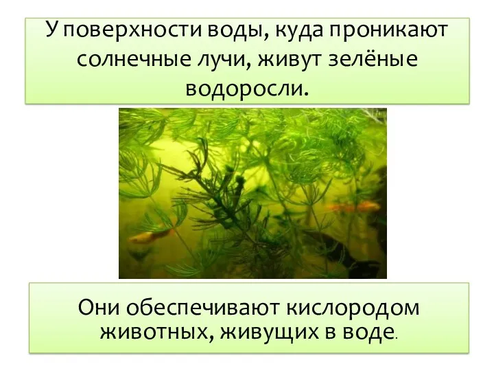 У поверхности воды, куда проникают солнечные лучи, живут зелёные водоросли.