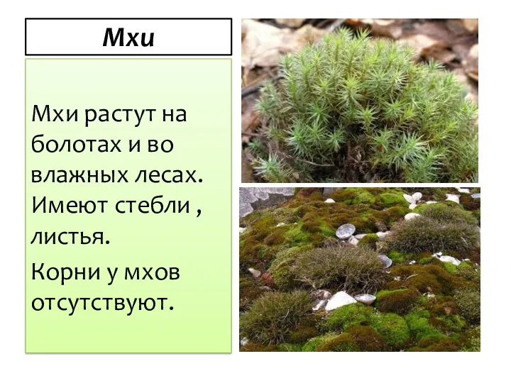 Мхи Мхи растут на болотах и во влажных лесах. Имеют