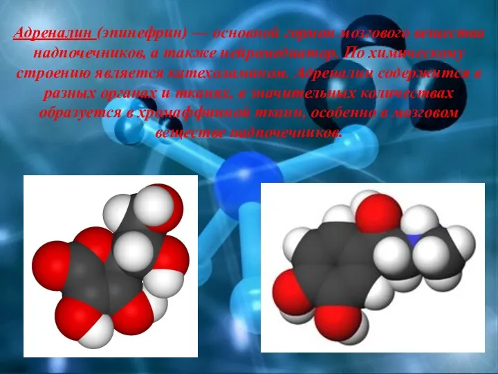 Адреналин (эпинефрин) — основной гормон мозгового вещества надпочечников, а также