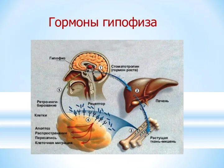 Гормоны гипофиза