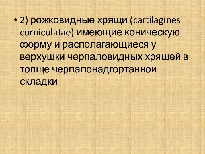 2) рожковидные хрящи (cartilagines corniculatae) имеющие коническую форму и располагающиеся