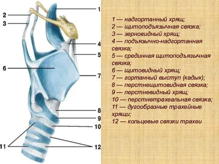 1 — надгортанный хрящ; 2 — щитоподъязычная связка; 3 —