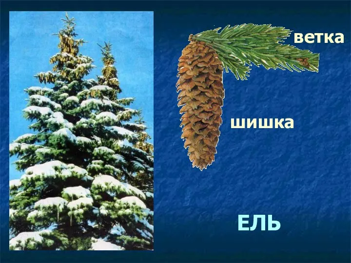 шишка ветка ЕЛЬ