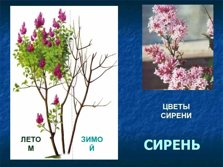 СИРЕНЬ ЛЕТОМ ЗИМОЙ ЦВЕТЫ СИРЕНИ