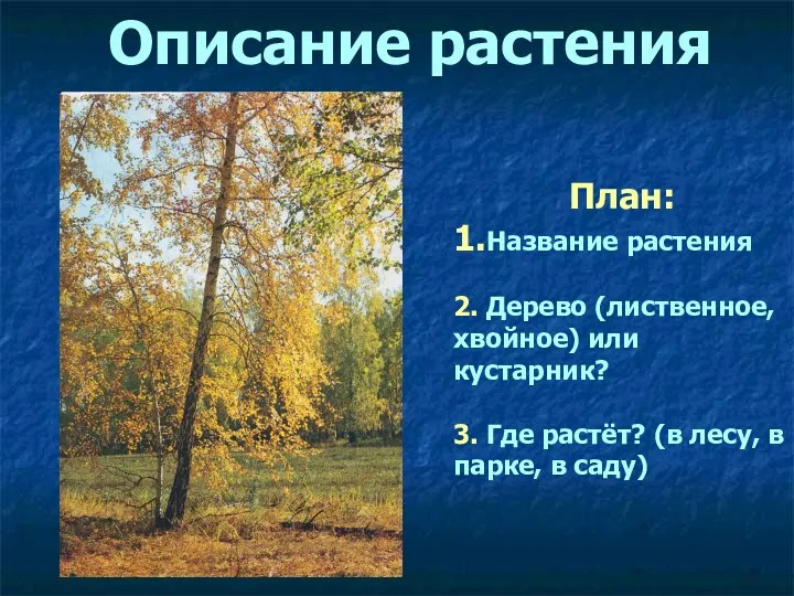 Описание растения План: 1.Название растения 2. Дерево (лиственное, хвойное) или