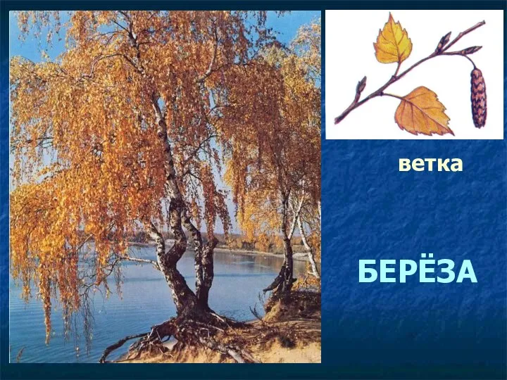 ветка БЕРЁЗА