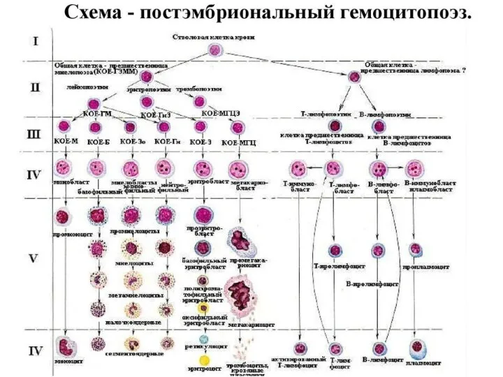 Классификация лейкозов