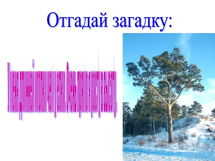 У меня длинней иголки чем у елки. Очень прямо я расту в высоту. Отгадай загадку: