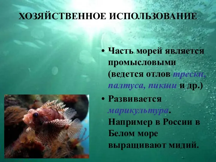 ХОЗЯЙСТВЕННОЕ ИСПОЛЬЗОВАНИЕ Часть морей является промысловыми (ведется отлов трески, палтуса,