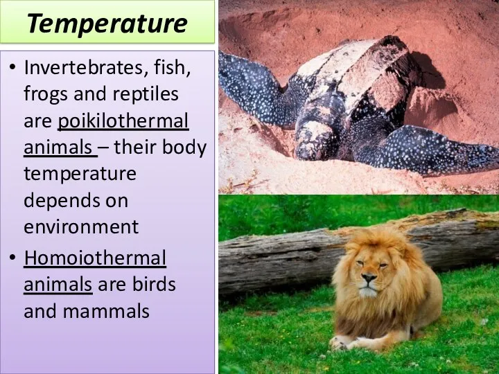 Temperature Invertebrates, fish, frogs and reptiles are poikilothermal animals – their body temperature