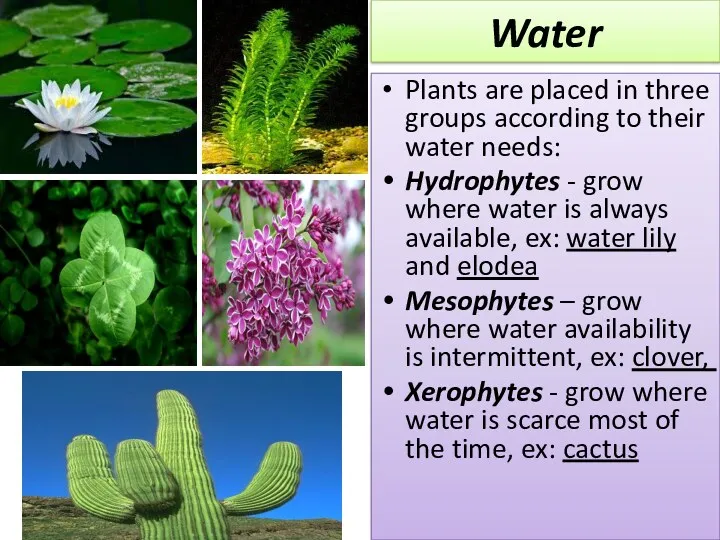 Water Plants are placed in three groups according to their water needs: Hydrophytes